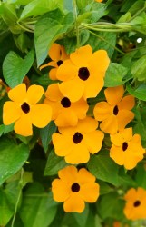 thunbergia orange